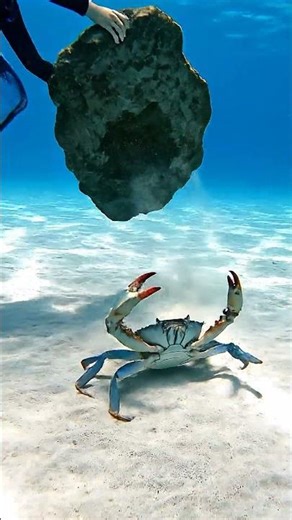Finding a Giant Blue Crab Under a Rock! 🦀🌊