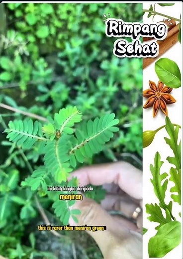 Daun Meniran, Herbal Tradisional dengan Banyak Khasiat