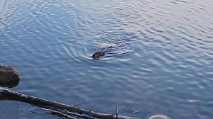 14K views · 951 reactions | Two beavers stopping at the same spot! I...