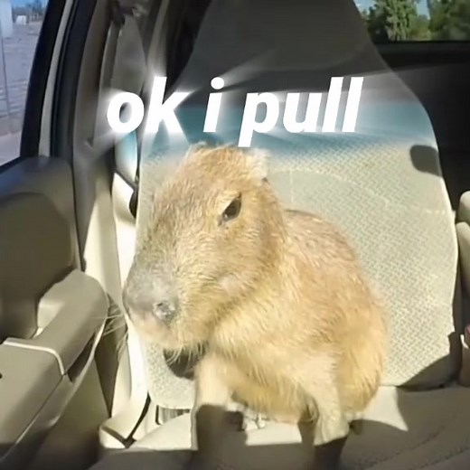 Capybara After Party: Fun and Festive Gatherings