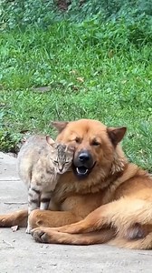 33K views · 653 reactions | Ko kaže da se psi i mačke ne vole?  | Banjaluka 24 | Facebook