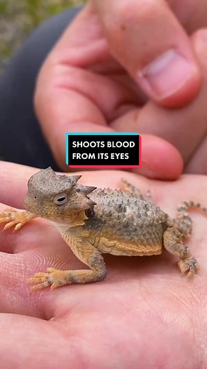 Amazing Horned Lizard Defense Mechanism Explained