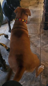 6.2K views · 147 reactions | Something just clicked in Marlos brain. From fear biting teeth baring terror to a super goofy loves all dogs zoomy zoomy happy girl. My Tippi girl always brings the party to a doggy event! Marlo won't be up for adoption as it's still going to be a long journey to get her liking people and she's has had so much trauma. I think her mom in heaven would be happy seeing her spend the rest of her life here. | 2nd Hand Ranch & Rescue Princeton Illinois | Facebook