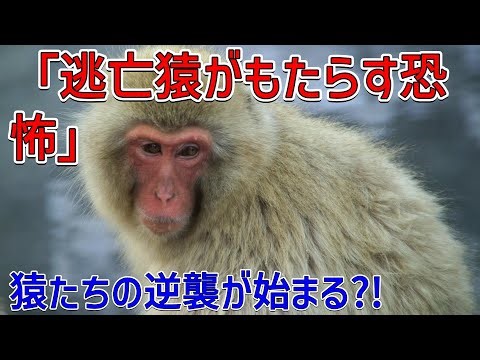 研究室から逃げ出したリスザルたちの冒険とその影響を考える: ミシシッピ州の事件から見る動物実験の現状