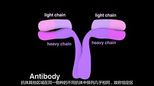 抗体产生以及实验室研究应用