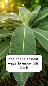 MULLEIN TEA BENEFITS #Mullein #MulleinTea #HerbalTea #NaturalRemedies