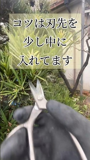 【マキの木】プロなら絶対に見逃さない剪定を公開 #庭師のVlog #一級造園技能士
