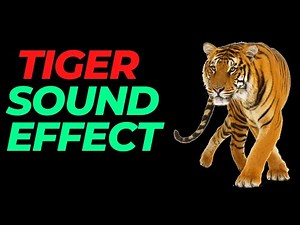 Tiger sound effect no copyright | Tiger noises | Tiger Roar | HQ Tiger sound effect tiger growling