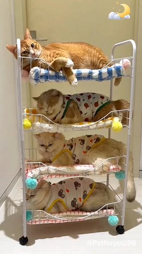 #xuhuong #pet #trending #fypシ #catsoftiktok #cat #foryou