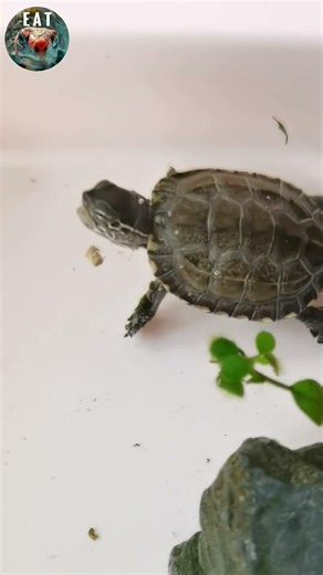 baby turtle eating