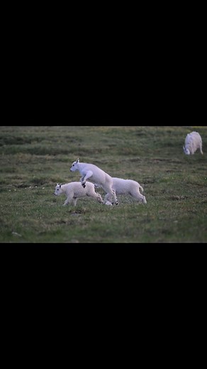 Mountain goat kids frolicking in the high meadows of Beartooth Pass... #highaltitude #beartoothpass #mountaingoat #wildlife_video #YourShotPhotographer #your_best_animal | Tammy Neufeld