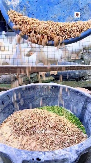 How This Farmer Feeds Ducks for Free! 😱🦆
