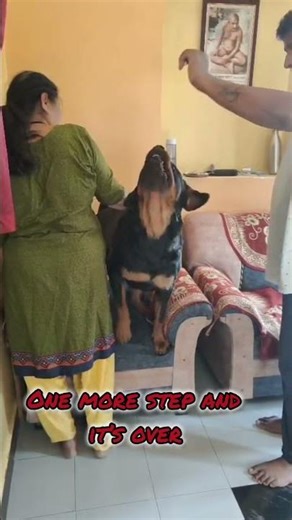 Scooby said NO ONE touches mom 😤 #dogshorts #rottweiler #petshorts #funnydog #pets #rottweilerpuppy