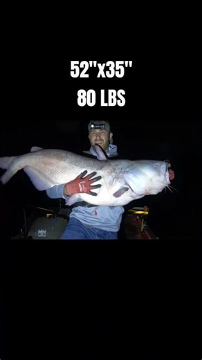 80 LB Blue Saves the Night! #catfishing #fishing #shorts