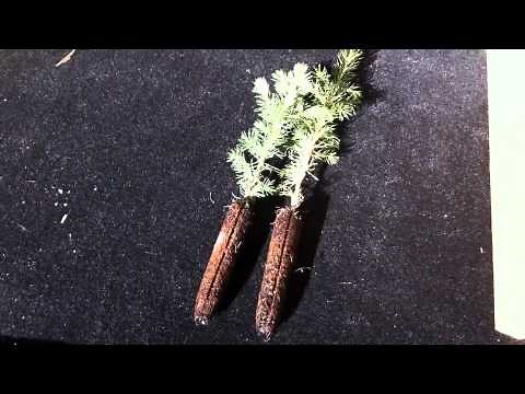 Planting Evergreen Seedling Plugs