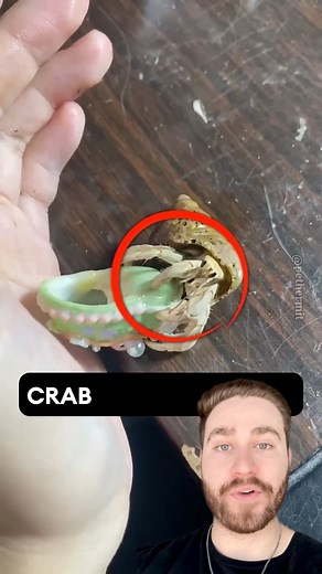 3.4M views · 48K reactions | Crab Chose Homemade Shell Instead! | Davidjustinn | Facebook