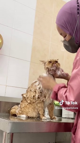 Teddy Bear Cut for Toby 🐻 - Cute Cat Grooming Video