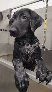 Taking your dog to be groomed — or even doing it yourself — can feel intimidating at first. These tips will help you and your dog get comfortable with grooming early on, turning it from a stressful chore into an enjoyable experience. #greenvillegrooming #greenvilledogtraining #greenvilledoglovers #dogtraining #littledoggrooming #bigdoggrooming #groomingtips | Covey Kennels | Facebook