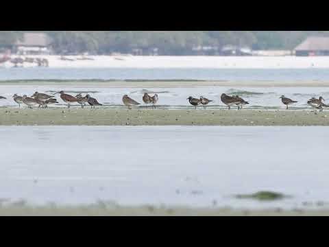 Grey Plover . Short video 4K-UHD Birds Photography | Wild Video | Wildlife Animals