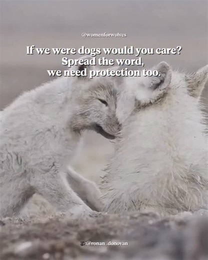 Wolves and dogs share 99.9% of the same DNA. They are the same species (Canis lupus) separated only by domestication. Wolves form families, grieve their dead, play, protect their young, and experience fear and pain just like the dogs we love and protect in our homes. Yet here’s the contradiction: In many states, dogs are protected under strict animal-cruelty laws, while wolves are excluded, exempt, or legally hunted, trapped, or tortured under the label of “management.” Science is clear: wolves 
