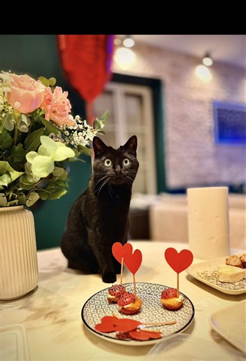 Chat Mignon et Humain : Une Relation Amicale