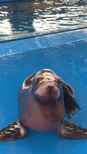 Smooth poop#animals #amuse#sealion #lovely #tiktok | animal videos