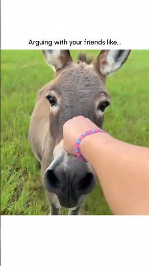 Funny Donkey Argues in Snorts!