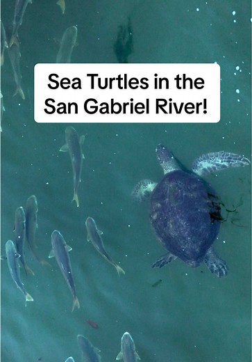 Sea Turtles Living in the San Gabriel River