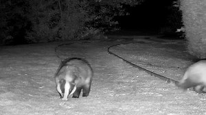 Mr Lumpy day today and I love this clip! I love a love story and this is Mr & Mrs Lumpy greeting each other with mutual grooming, just watch as he follows her into the garden 😍🦡🦡🐾🐾🦡 | Mr Lumpy & Friends.