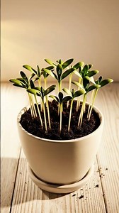 🌼 The Elegant Bloom of Daffodil – A Cinematic Time-Lapse