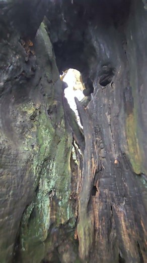 An old oak tree so big I can walk straight in to it.