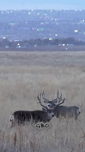 36K views · 750 reactions | Biggest mule deer buck’s snort-wheeze ever captured on video? I’ve gotten a few of these vocalizations on video before but never from a buck the size of Slingshot! www.GoodBullGuided.com | Good Bull Outdoors | Facebook