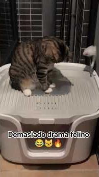 Cuando los gatos deciden convertirlo todo en drama… no hay quien los detenga 😂🐱#funny #gatos#cat