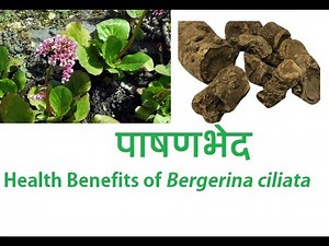 Health Benefits of Pakhanved | Pashanved | पाषाणभेद | Backbone Pain to Cancer! Bergenia ciliata