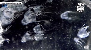 A 24-eyed jellyfish was just discovered — and it's highly venomous