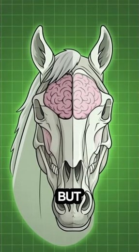 Can a Professional Boxer Knock Out a Horse?