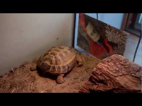 Basic Russian tortoise care
