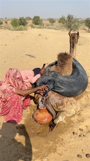 الجملةُ تَستَريحُ على الرمال، وماء القدرِ يُبَرَّدَ أنفاس الصحراء