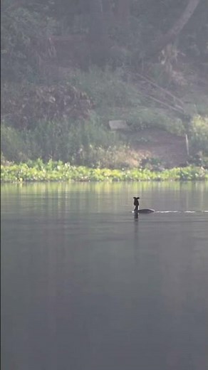 Great Crested Grebe Floating & Diving | 4K Wildlife Documentary | Purbasthali Birdwatching #shorts