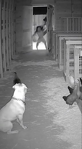 Pitbull vs Creature! Door Smashed Open in US Farm Room – Caught on CCTV