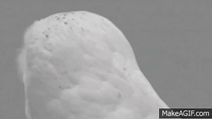 Surprised owl! on Make a GIF