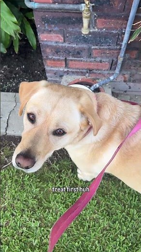 My dog won't drink without a treat