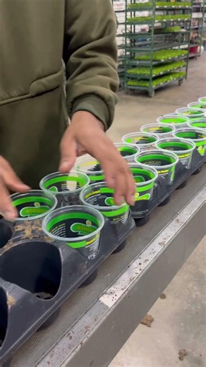 El más rápido de poner basos.