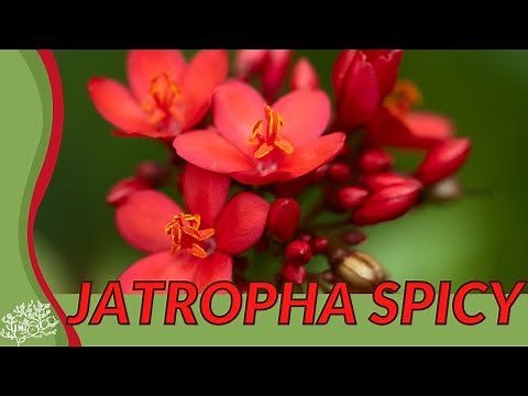 Growing and Caring for JATROPHA SPICY! (Jatropha integerrima) "Firecracker" "Peregrina"