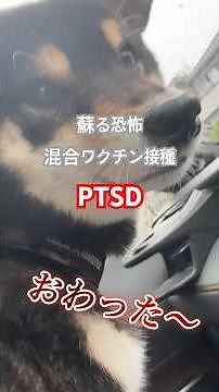 [蘇る狂犬病予防接種の恐怖] 今週は、混合ワクチン接種で注射の恐怖蘇る、PTSD発症? #柴犬 #黒柴 #shibainu
