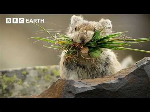 BBC Earth - Pika: Tiny Mountain Mammal