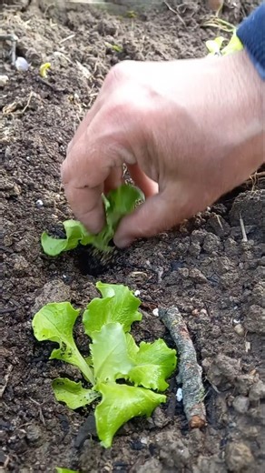 Πώς φυτεύω μαρούλια στον κήπο μου | #μαρούλι #κήπος #κηπουρική