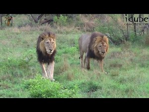 Lions On The Move
