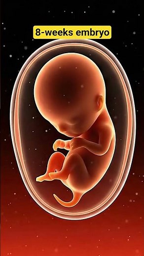Baby in the Womb – 3D Animation of Fetal Development | Pregnancy Week by Week #shorts