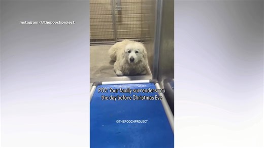 Great Pyrenees surrendered to shelter